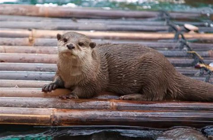 Are otters friendly? – Celebrity