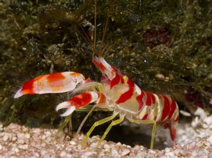 Can a pistol shrimp hurt a human? – Celebrity