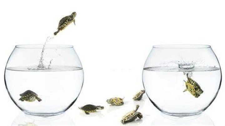 Can turtles jump