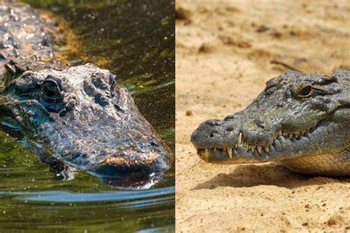 Can you spell alligator with one l