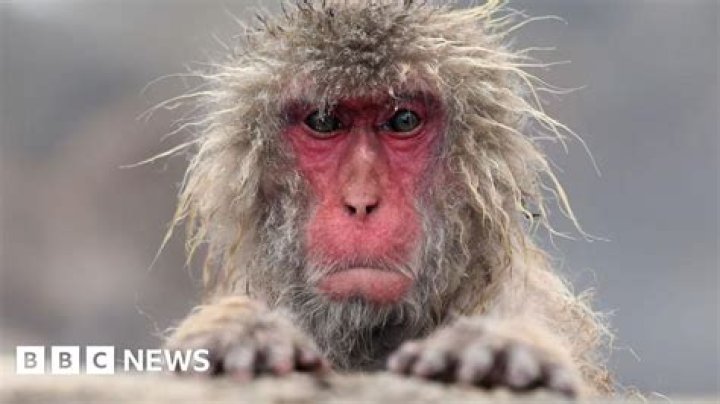 Did The Monkey App Get Taken Down? – Celebrity