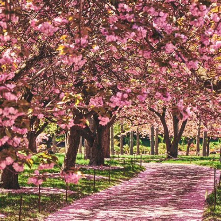 Dr. Blossom Samuels, MD – Hawthorne, NY