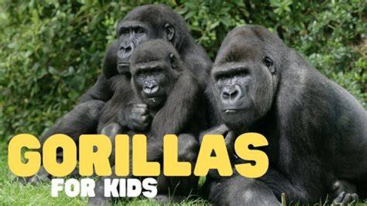 GloRilla Children: Does GloRilla have a child?