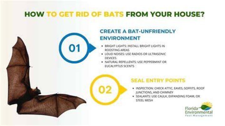 How do i get rid of bats in my patio umbrella