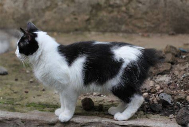 How long do manx cats live
