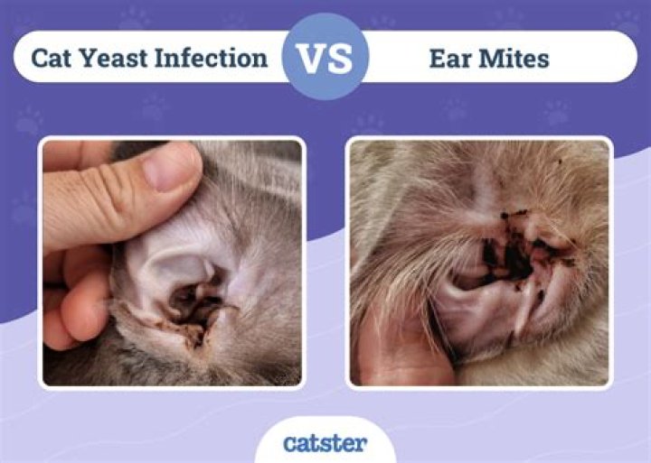 How to get rid of black stuff in cats ears
