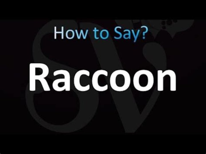 How to pronounce raccoon