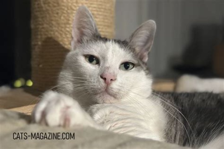 Is Binx a real cat? – Celebrity