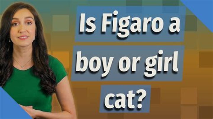Is Figaro a boy or a girl? – Celebrity