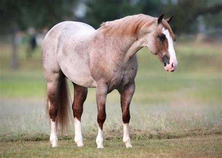 Is Metallic Cat in Yellowstone a real horse? Does anyone own it?