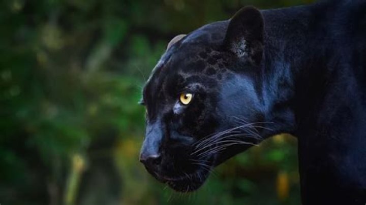 John Ashton Thomas Death- What Happened To The Black Panther Composer?
