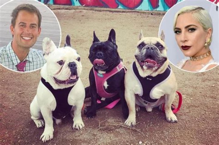 Lady Gaga’s Dog Walker Ryan Fischer Shot And Recovering As Dognapper Steals Her Dogs Koji And Gustav
