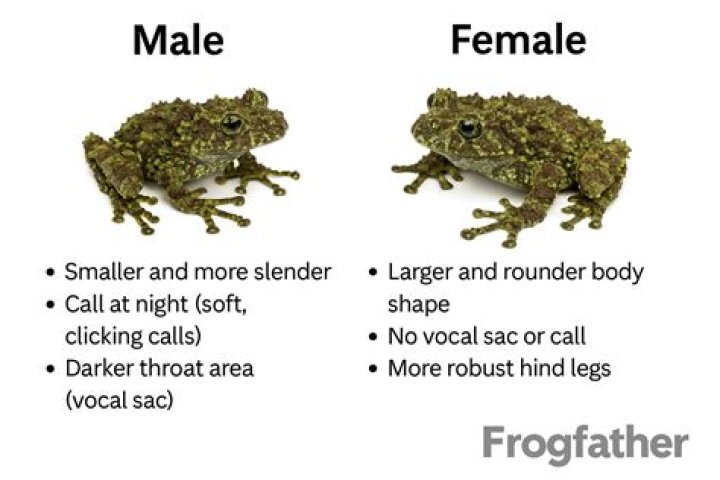 One TikToker making a house for a frog is warming everyone’s hearts