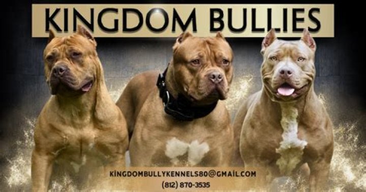 Similar Youtubers to Kingdom Bully Kennels