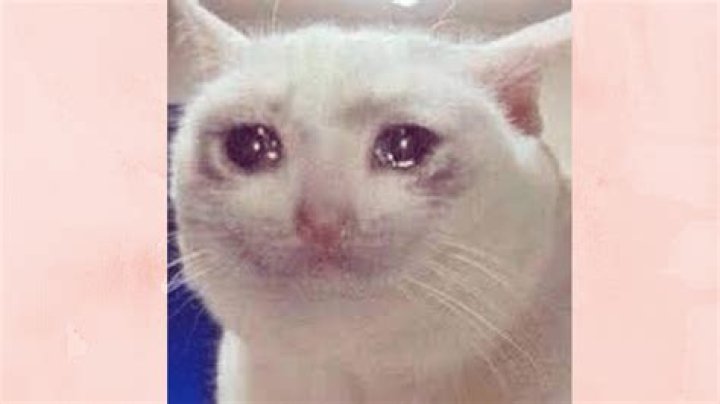 The crying cat meme and origin, explained