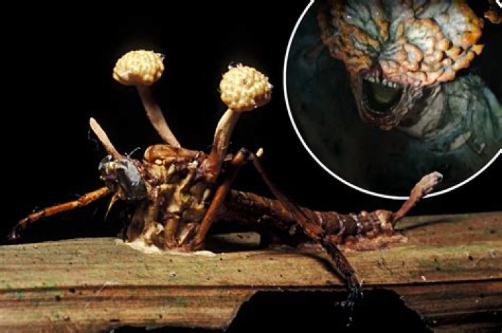 ‘The Last of Us’: Does cordyceps exist in the real world?