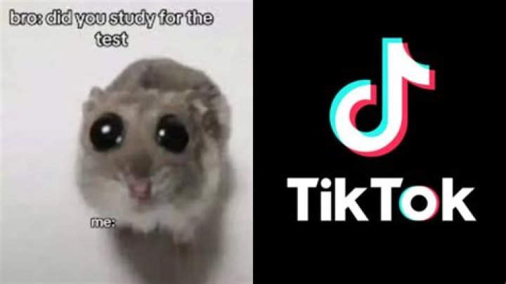 The TikTok sad hamster meme, explained