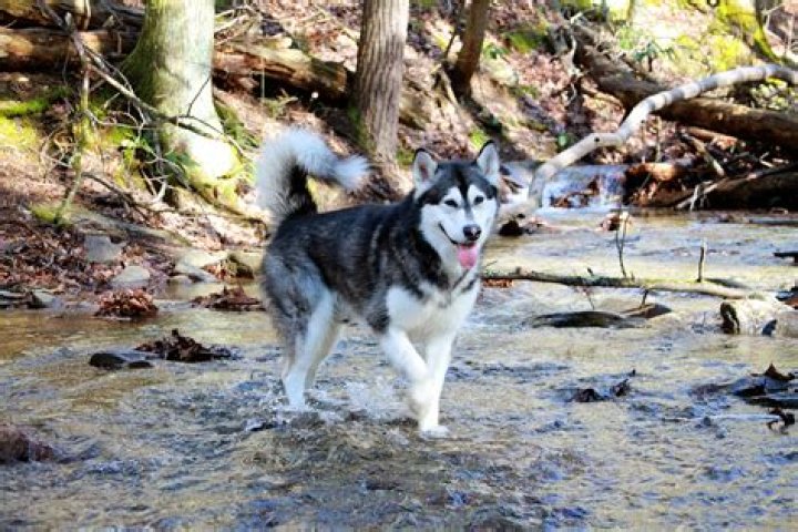 Tonka the Malamute AKA WaterWolf Youtuber overview
