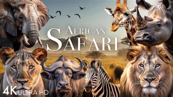 WanaYouTube sawa na the safari tube