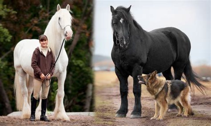 What breed is Merida’s horse? – Celebrity