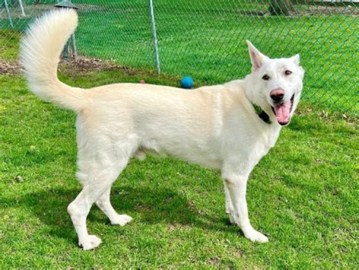 What breed of dog is Bolt? – Celebrity