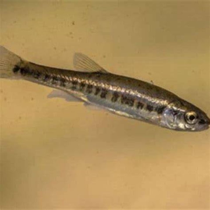 What can you feed minnows to keep them alive