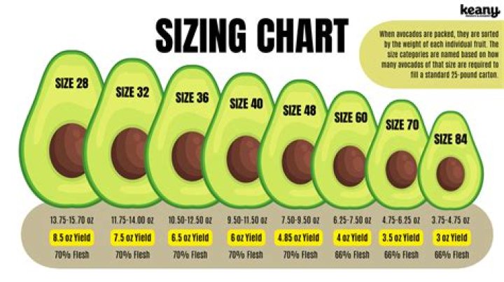 What Does Nick Avocado Weigh 2022? – Celebrity