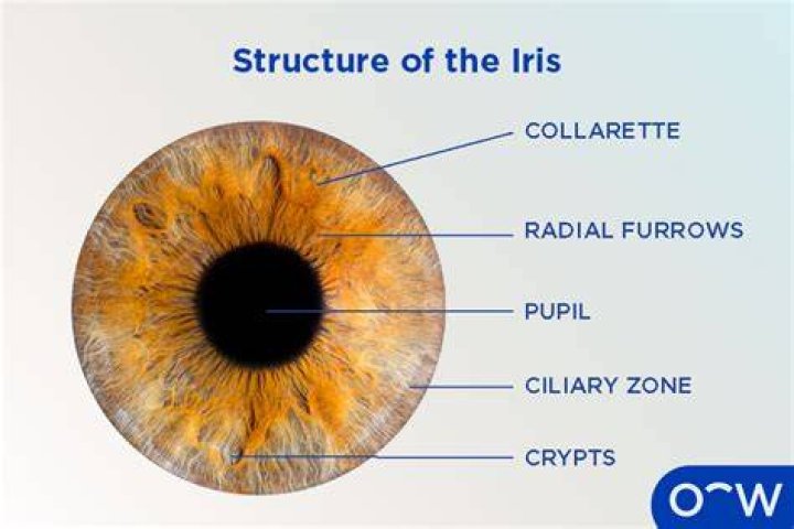 What Is Caoilinn Springall’s Nationality? Everything On Age, Parents and Wikipedia On Iris | The Midnight Sky