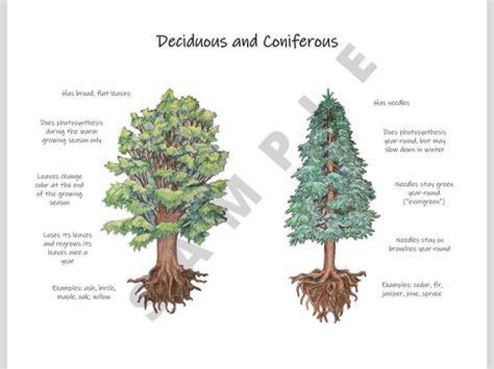 What is the Difference Between Deciduous and Coniferous