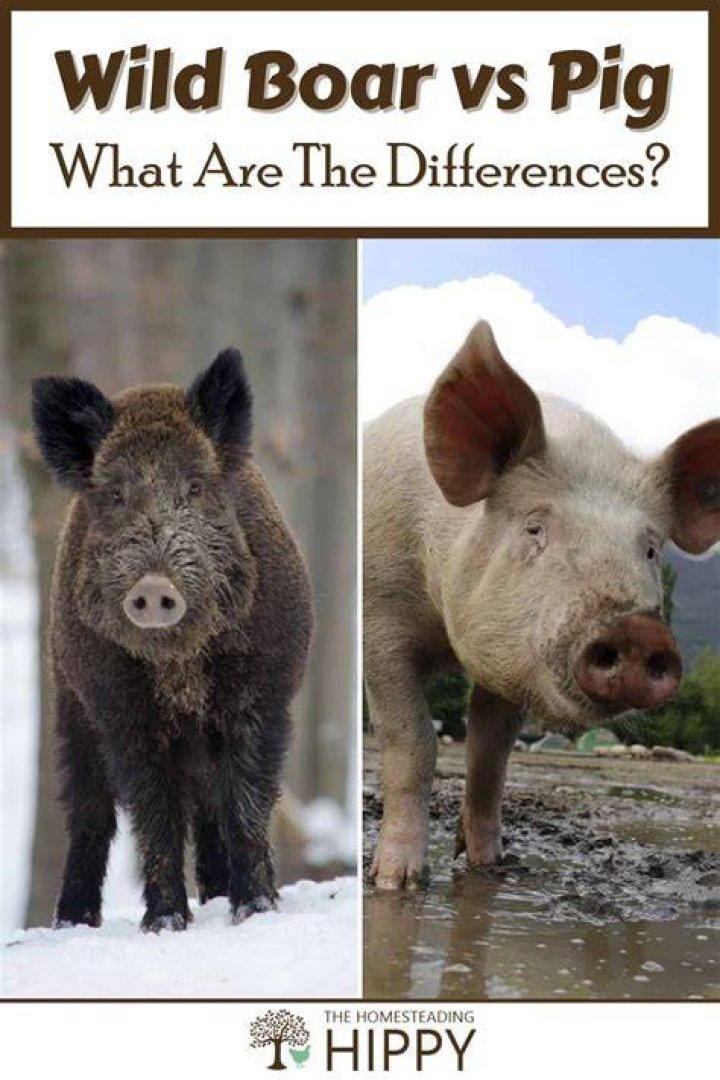 What is the Difference Between Warthog and Boar