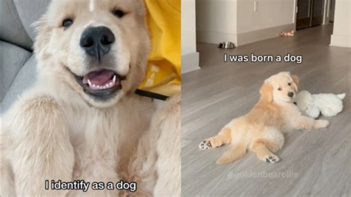 What is the ‘I was born a dog’ TikTok trend?