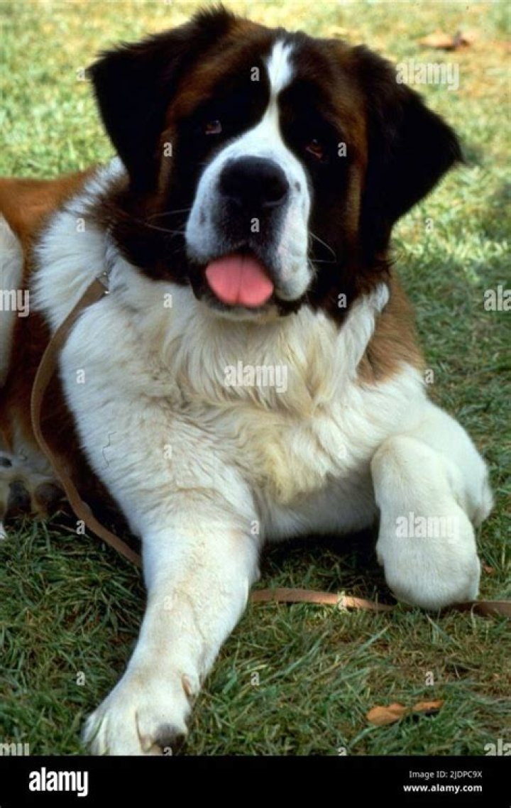 What kind of breed is Beethoven dog? – Celebrity