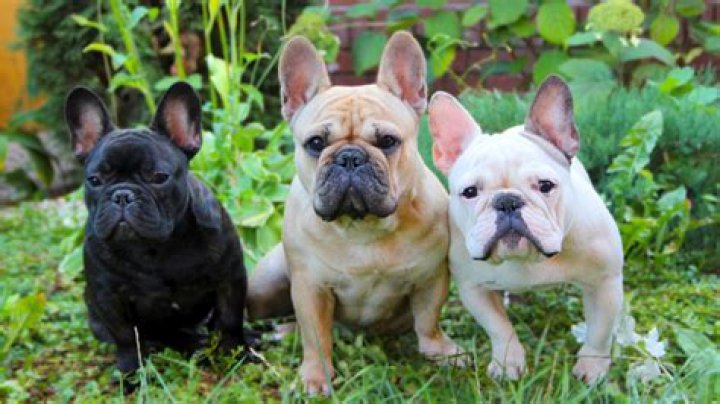 What Movies Have French Bulldogs? – Celebrity