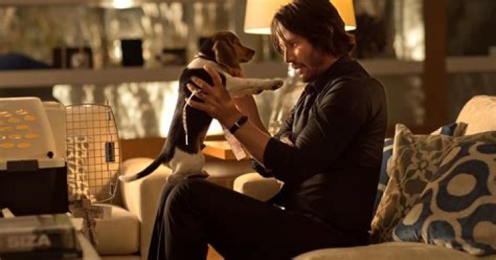 What’s the movie where the dog dies? – Celebrity