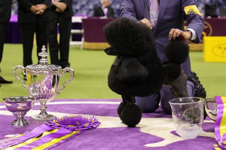 When is the 2022 Westminster Kennel Club Dog Show?