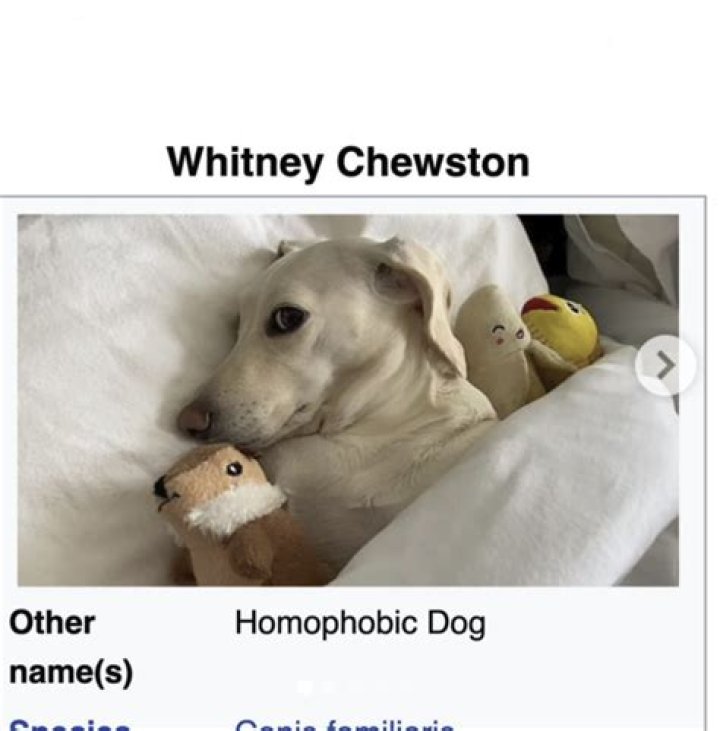 Whitney Chewston Is The Dog In The New Homophobic Meme Taking Over The Internet