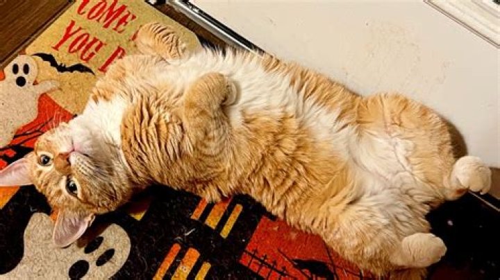 Who is Jorts the Cat and his pal Jean?