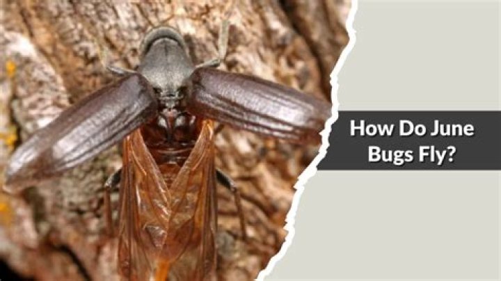 Why can’t June bugs fly right? – Celebrity