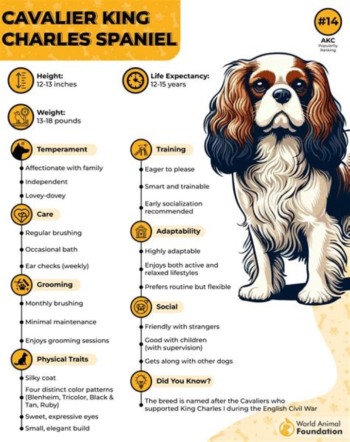 Why do king charles cavaliers bark so much